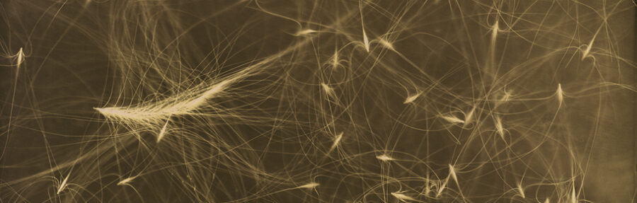 Sepia tinted photograph of a cluster of grass seeds