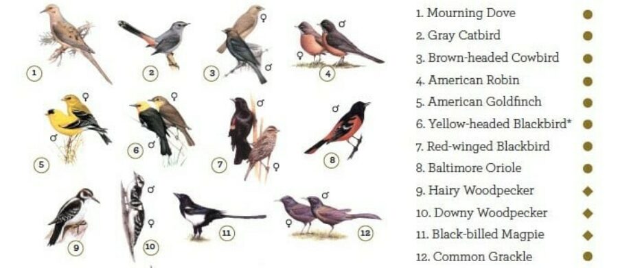 Illustrations of various birds with numbers next to them. On the right side is a numbered list of the bird's names corresponding to the number next to the illustration.