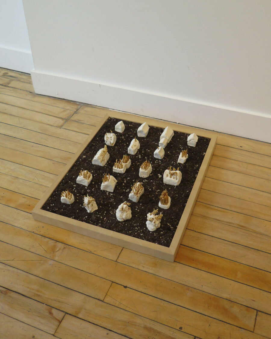 Photo of the part of the artwork on the ground. A number of small white forms, some of which are sprouting wheat sit in a wooden frame filled with dirt.