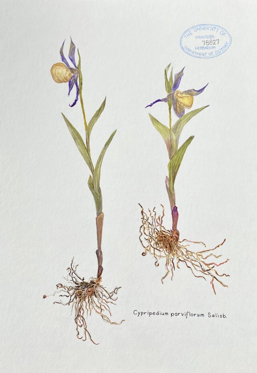 Illustration of a flower including its root system.