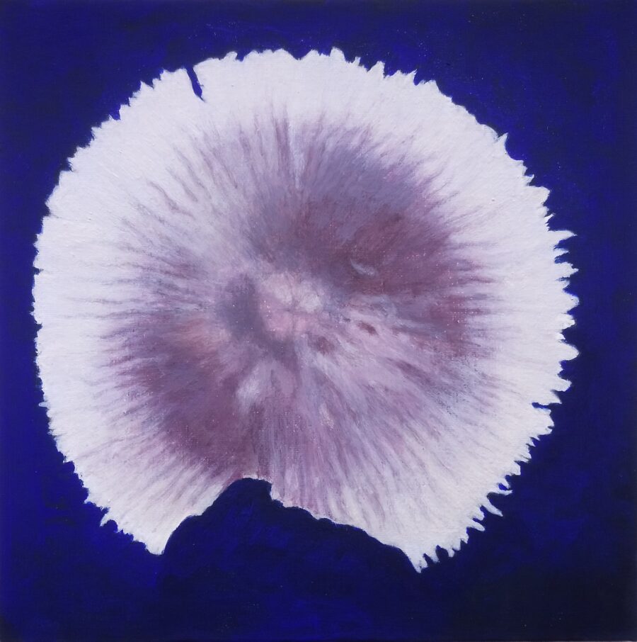 Monochrome painting of a round shell with jagged edges and a section at the bottom that has been broken off. It rests on a bluish background.
