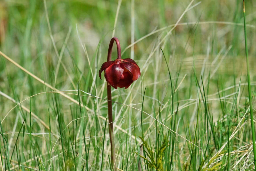 Photo of a dark red orchid, its flower bent towards the ground on a straight stalk. It is surrounded by tall green grass.