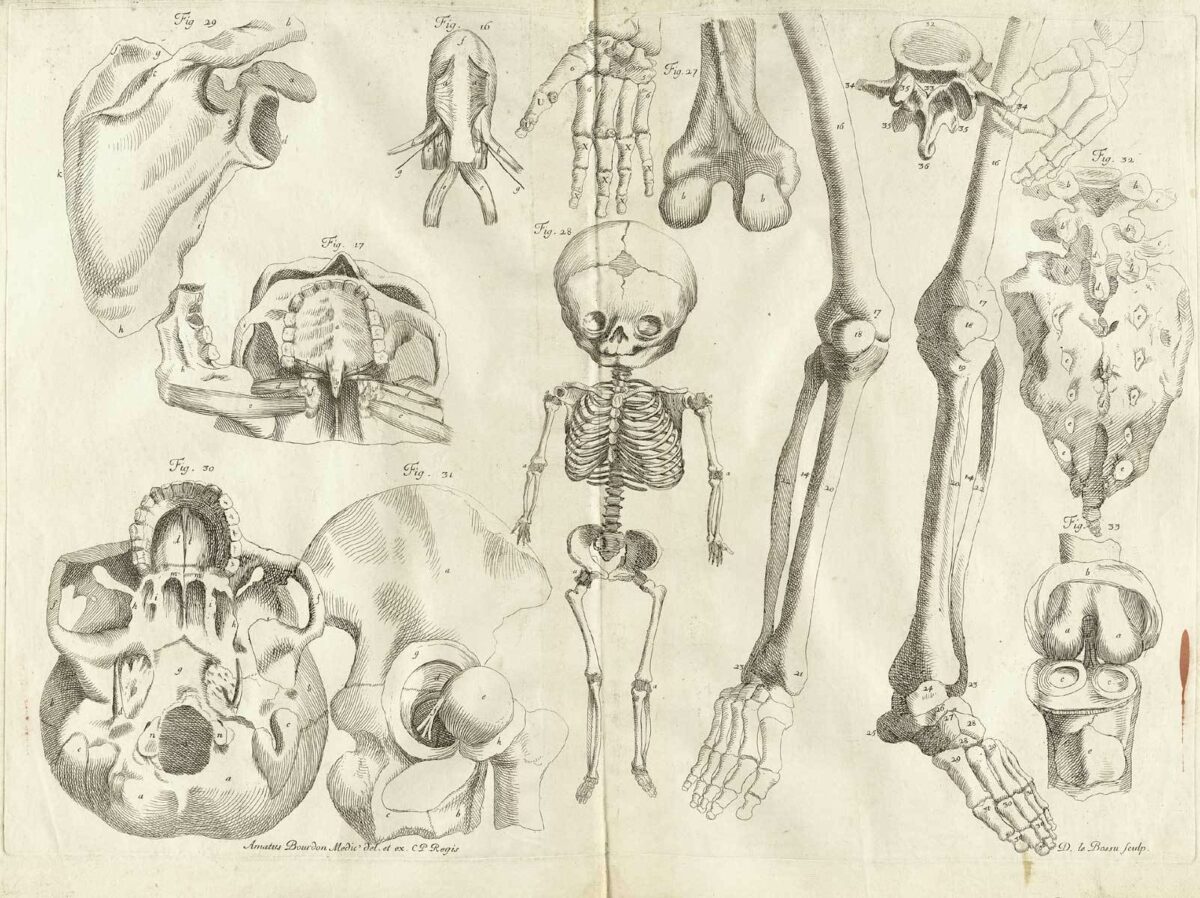Drawings of human bones mainly rib cage and pelvis  Works of Art  RA  Collection  Royal Academy of Arts