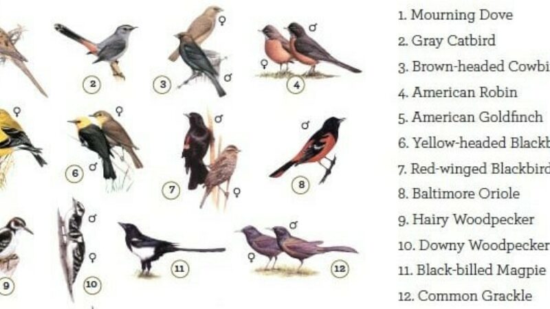 Illustrations of various birds with numbers next to them. On the right side is a numbered list of the bird's names corresponding to the number next to the illustration.