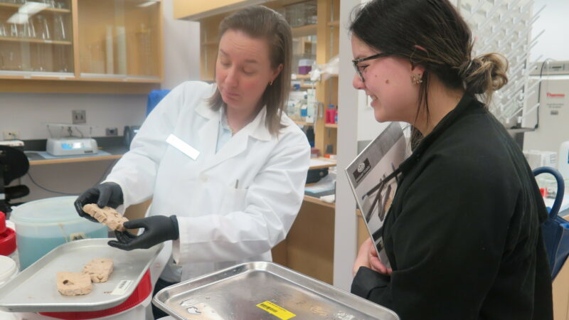 Dr. Hannila in a white lab coat lifts up a piece of preserved brain tissue for a workshop participant to see.
