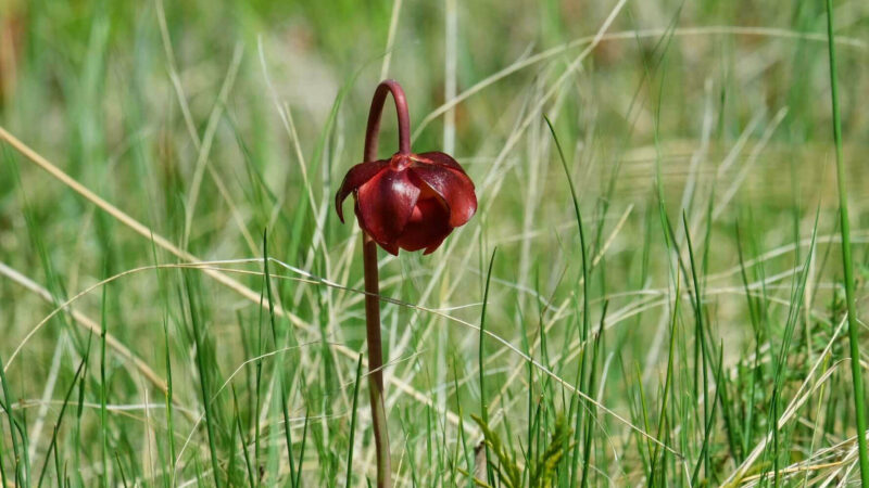 Photo of a dark red orchid, its flower bent towards the ground on a straight stalk. It is surrounded by tall green grass.