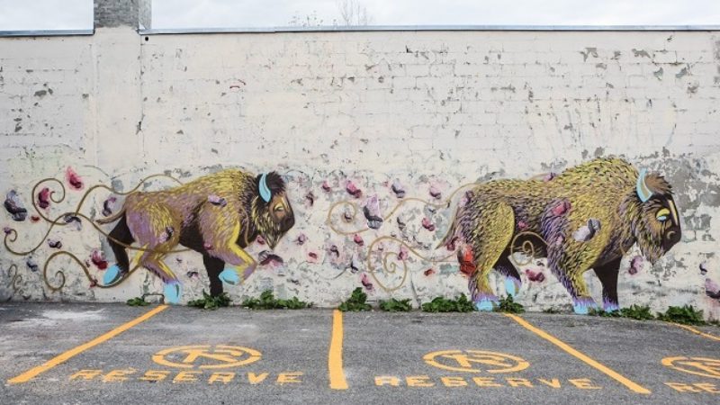 The side of a building next to a parking lot with two bison painted on the wall.