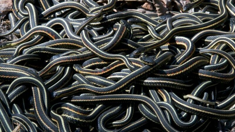 Mass of writhing garter snakes